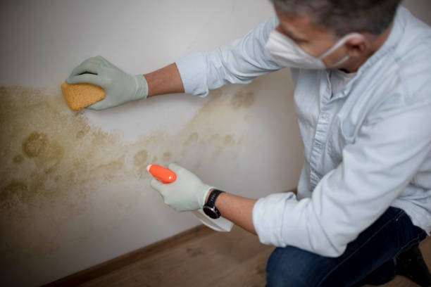 Best Residential Mold Removal  in Anchorage, KY