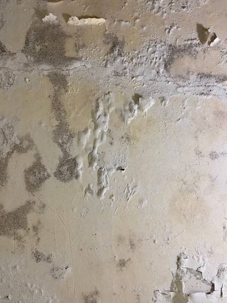 Best Affordable Mold Removal  in Anchorage, KY