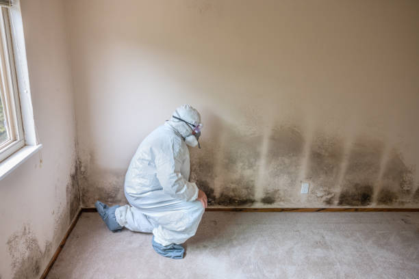 Best Commercial Mold Removal  in Anchorage, KY